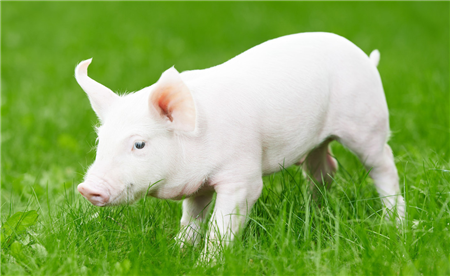 养猪|猪寄生虫病的症状是什么？如何防治？