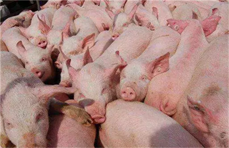 养猪人须知：生猪免疫注射的禁忌