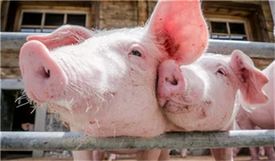 商务部：2020年下半年，预计生猪市场供给将增加
