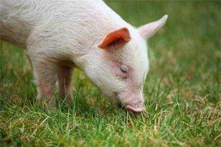 生猪数量需5年才能恢复至非瘟爆发前的水平？
