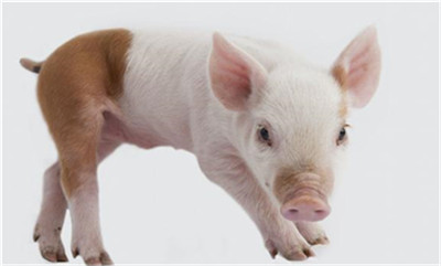 10月份猪肉价格上涨101.3％ 国家统计局回应