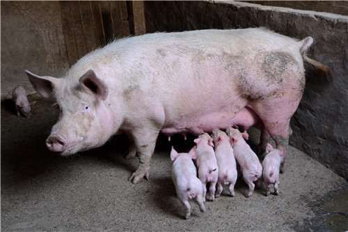 生猪生产期间都有哪些寄生虫病？怎么防治？
