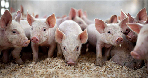 仔猪水肿病与饲料营养之间究竟有啥关系？