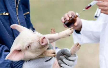 规模化猪场猪胀气病的防治