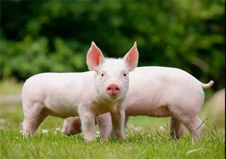 养猪头均利润至少3000元 猪价拐点明年10月前到来？