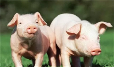 一百多斤猪拉肚子吃什么药好得快，能提前预防吗？
