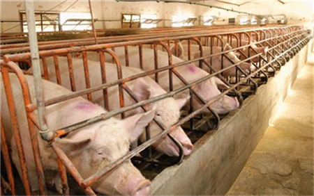 猪病防治中值得重视的问题，一个都不能忽视！（5）