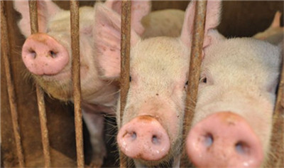 非洲猪瘟正对美国造成影响？ 美国猪肉罕见涨价