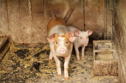 养猪场两大常见农药中毒防治方法
