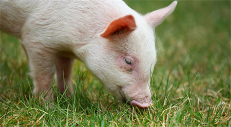 疫病高发期来临，这些经济又适用的猪场消毒方法你知道吗？