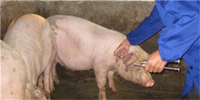 详细讲解一下猪呼吸道疾病！让你们了解一下！