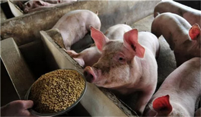 促生猪生产，各地相继出台这些政策！
