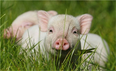 24省份相继发布促生猪生产相关措施，生猪产能逐步恢复！