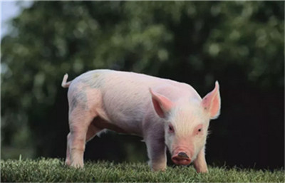 淘汰590万头生猪后，越南猪肉缺口将达20万吨！
