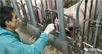 干货 | 非瘟下不同感染类型猪场的采样策略