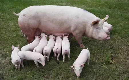 因为作为经济动物的猪只在猪场中度过一生，如果猪场本身硬件无法支撑猪场的生产节律，将产生很大的隐患。