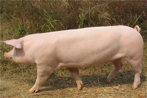 乌拉圭媒体关注中国猪肉价格走势