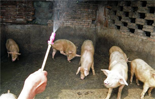 猪批次化生产的关键控制点