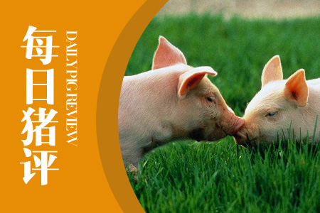 12月4日猪评：“禁调”政策是造成猪价上涨的额外因素？