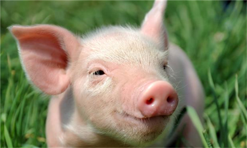 猪伪狂犬病引起仔猪腹泻的症状与控制策略（1）