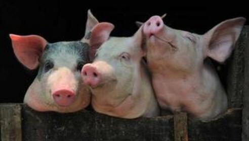 国家发改委调研国家生猪市场