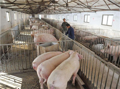波兰：第一次报告非瘟案例，非洲猪瘟已进入养猪密集区！