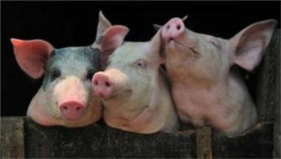 猪为什么会咳嗽呢，都有什么办法治疗？