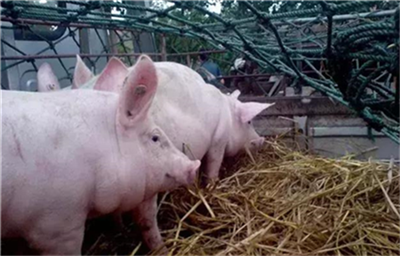 11月牧原、温氏、正邦等企业继续加码母猪市场值得关注！