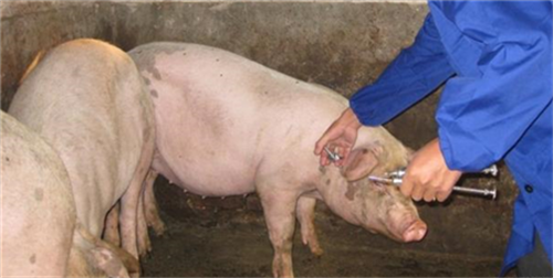 如何提防猪寄生虫病？防治寄生虫要点介绍！