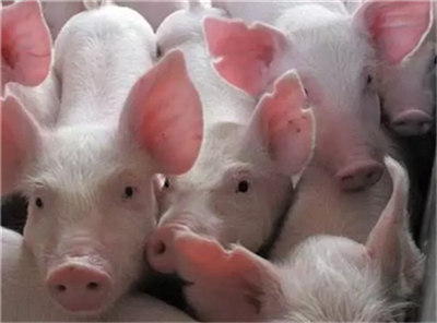 四川：积极为年出栏5000头以上生猪养殖场提供融资担保服务