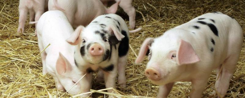 猪粪便较好的处理方法真正有哪些？