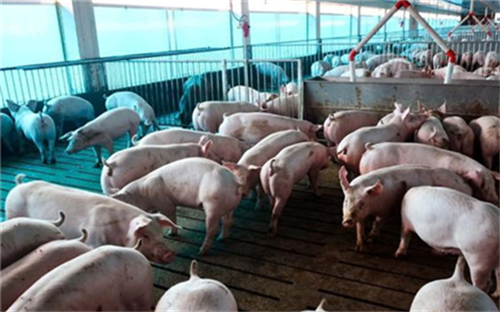 危害生猪生产的主要寄生虫病及其防治（1）