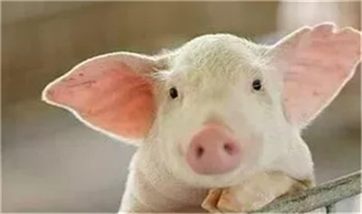 母猪人工授精中我们应该注意哪些办法呢！