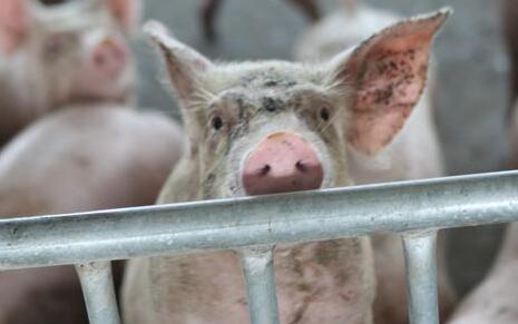 大型养猪企业在恢复生猪生产，带动中小规模养殖场户复产