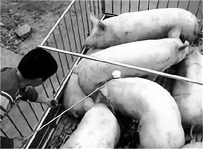 国家统计局：猪价企稳可预期 食品价格有条件保持稳定