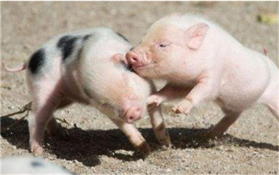两部门：允许“建楼”养猪 生猪养殖用地更易获得！