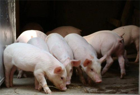 猪肉价格涨到每公斤近30元 越南农业部遭批评