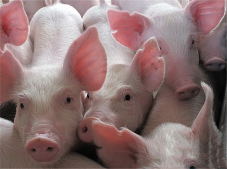 猪流感与猪感冒我们该如何区分？