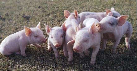 建议手中有大猪的养殖户根据当地情况适时逢高分批出栏。
