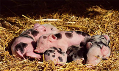 扑杀595万头猪后，越南猪肉价格飙升316%！