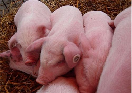母猪批次化生产技术中“利器”——烯丙孕素内服溶液