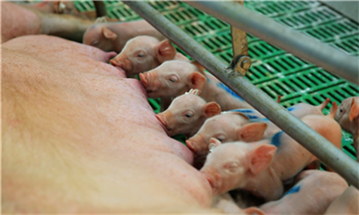 第一轮邀请函丨2020全国猪业大发展和饲料限抗高层论坛