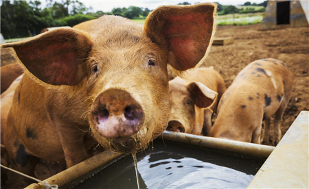扑杀595万头猪后 越南猪肉价格飙升316%