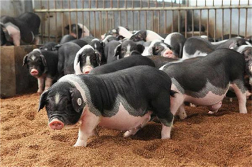 2020年养猪场不想被关，这8个证件一定要办