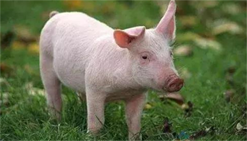 非洲猪瘟下保育猪疫病防控策略浅析
