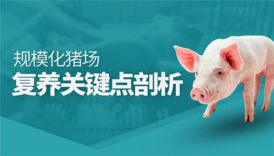 苏志鹏：规模化猪场复养关键点剖析