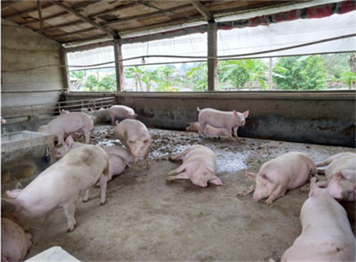 印尼发生非洲猪瘟疫情，两部门：禁止从当地输入猪及其产品