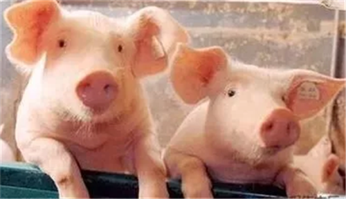 广东省：关于加快推进生猪家禽产业转型升级的意见