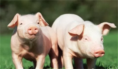 强化政策保障，确保生猪产能顺利恢复