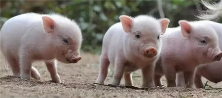 唐人神公司年产百万头生猪项目在云南禄丰县开工